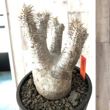 packypodium  gracilius《M  size》※現地球発根済株‼︎※四つ枝でバランス良き、可愛い白肌グラキ※mad black pot植え