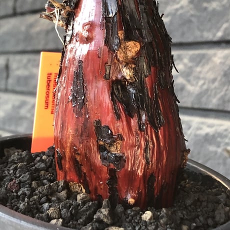 mestoklema tuberosum《L  size》※現地球発根後店主国内管理4年株※より赤肌強き個体となり味深き表皮が堪らなく冬季も動く唯一無二な希少灌木※mad black pot植え