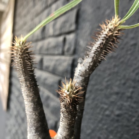 packypodium   gracilius《S size》
