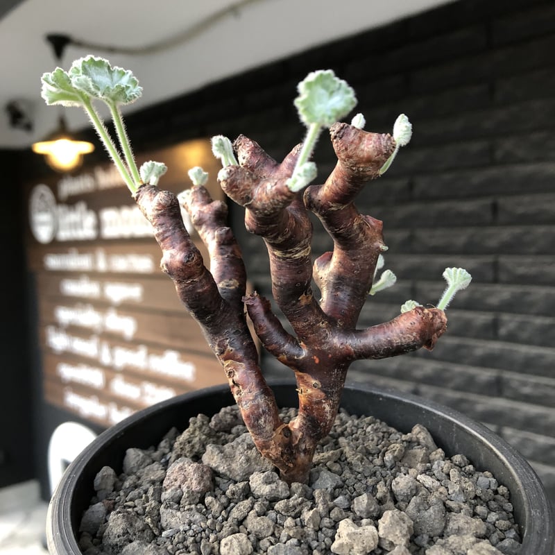 pelargonium mirabile《M size》※現地球店主国内管理4年株※愛おしく