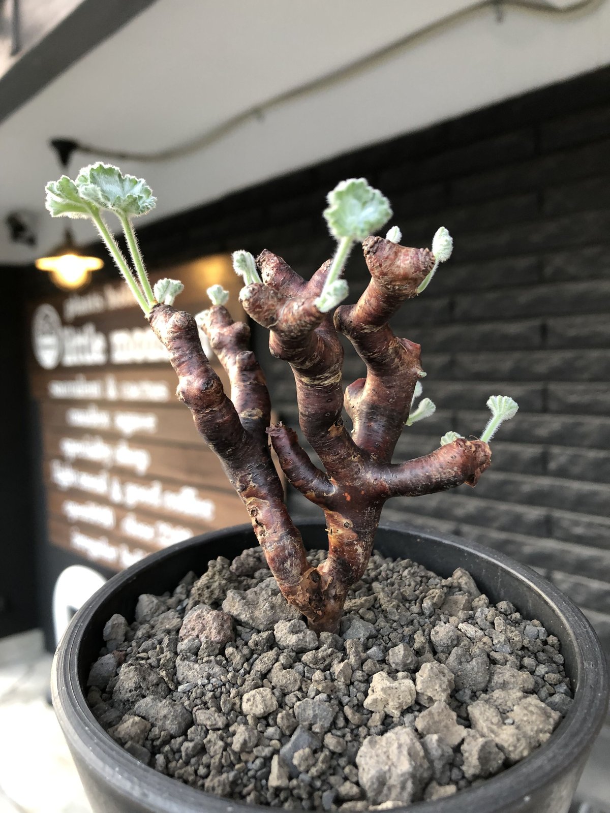 ペラルゴニウム ミラビレ 現地球 植物×鉢】ペラルゴニウム ミラビレ 現地球 大株 発根済み
