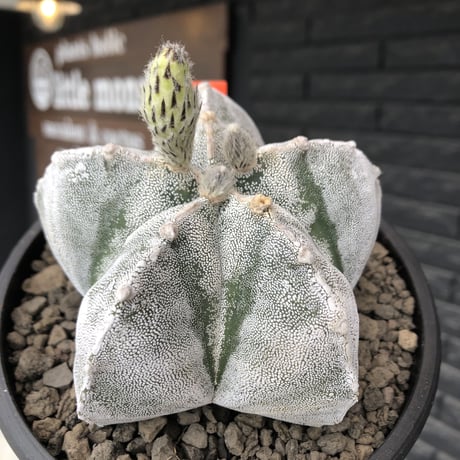 astrophytum 恩塚ランポー玉《L size》※店主国内管理6年株※ビッグサイズ且つ大変美しい白肌が堪らない※mad black bowl pot植え