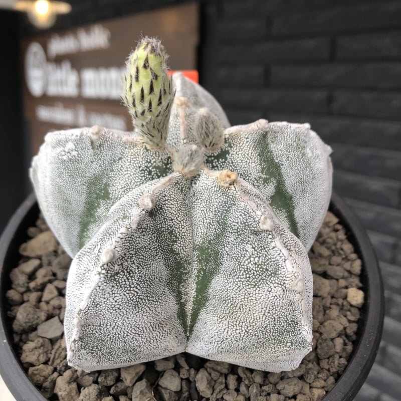 astrophytum 恩塚ランポー玉《L size》※店主国内管理6年株