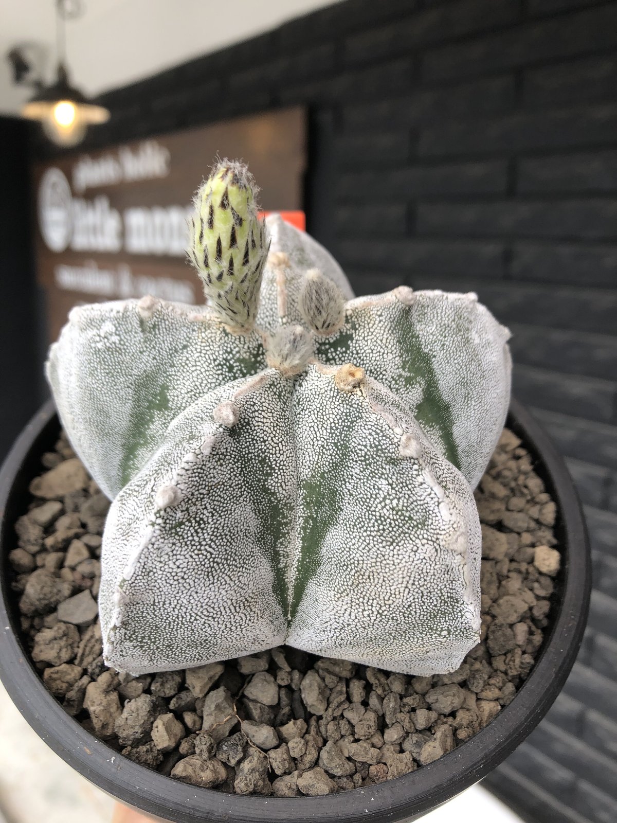 astrophytum 恩塚ランポー玉《L size》※店主国内管理6年株 astrophytum 恩塚ランポー玉《L size》※店主国内管理6年株