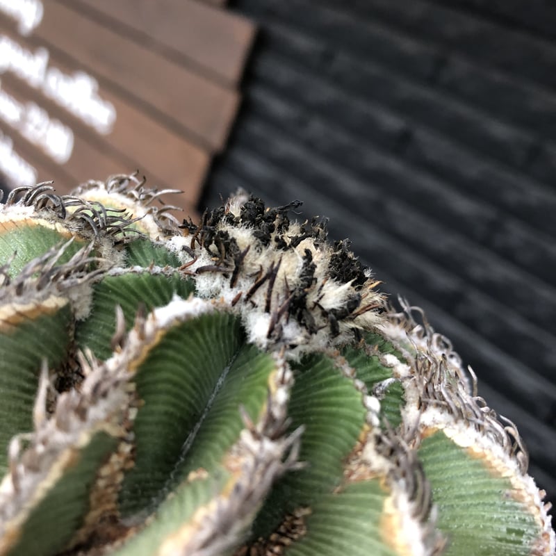 aztekium hintonii《LL size》※現地球発根後店主国内管理22年株※マニア