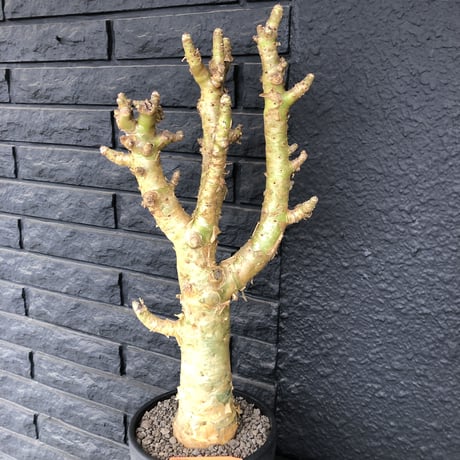 tylecodon  paniculatus《L L size》店主国内管理7年株※唯一無二な極太パニク※激希少big株幅‼︎チレコ最大種の大変オススメ株※mad black bowl pot植え