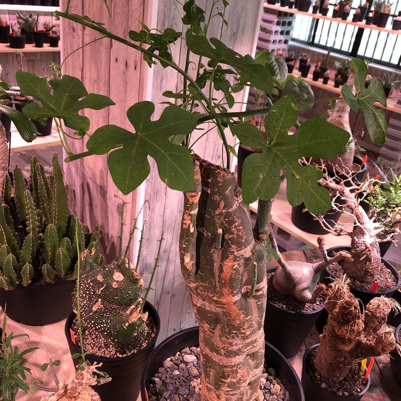 アデニア　ベネナータ アデニア・ベネナータ | trigger