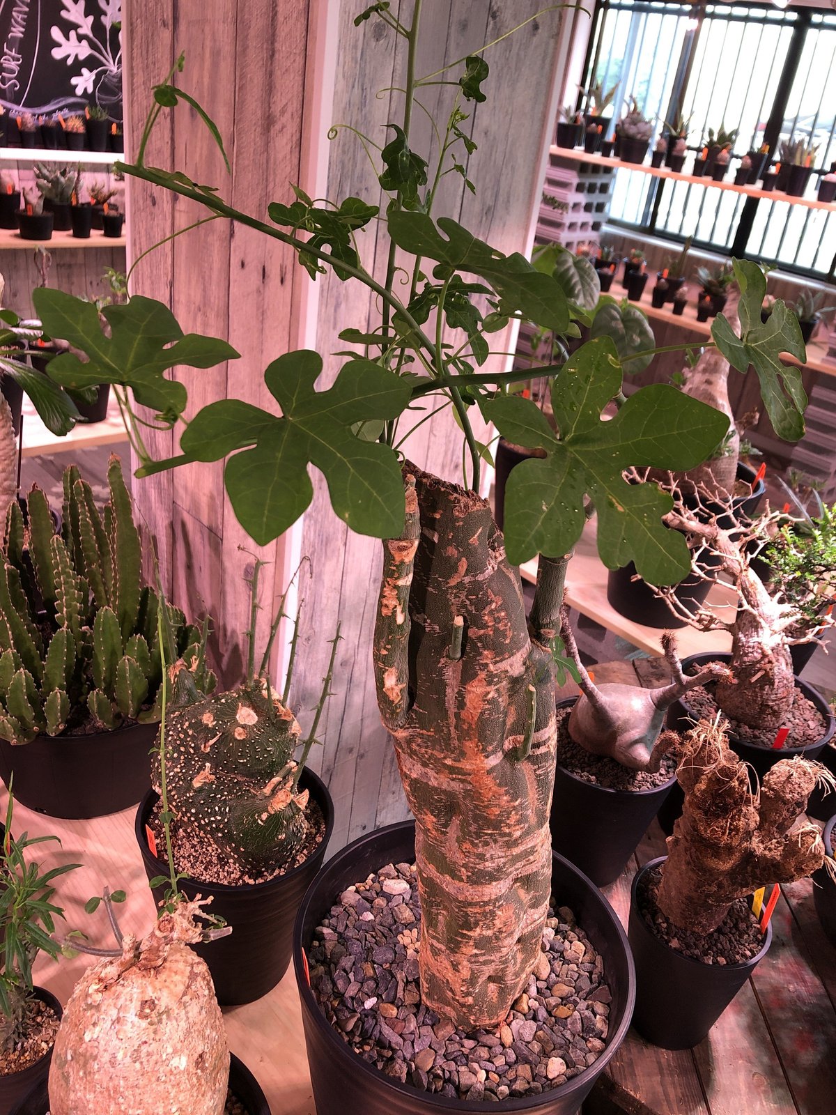 adenia venenata《XXL size》希少‼︎超大株‼︎ | plants