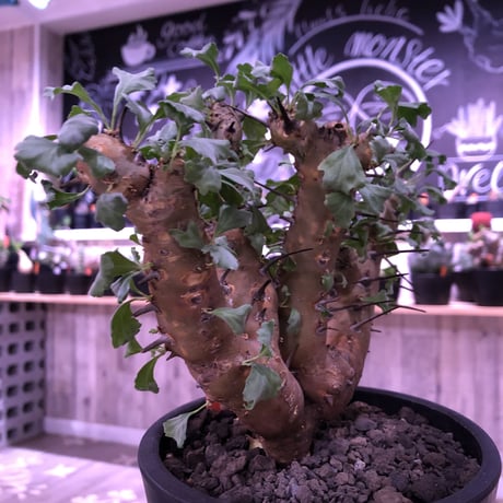 sarcocaulon   crassicaule《M  size》※冬型caudex‼︎  ※mad  black  pot植え　刺間が粗めなシンメトリーな balance株‼︎　店主管理３年株