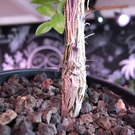 fouquieria  diguetii《M size》※ディグエッティの特徴がしっかり出た幹にイキイキした葉のコントラストが堪らない一株※mad black pot植え