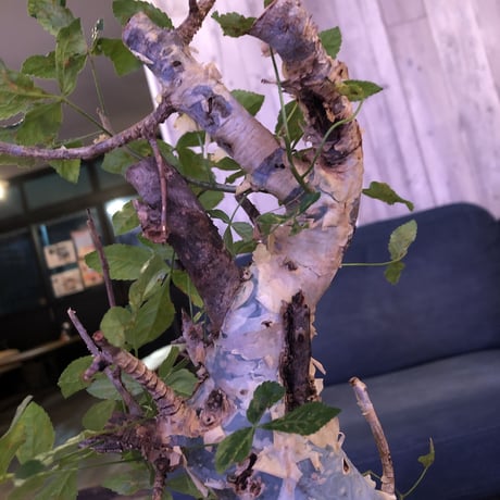 commiphora  africana《L size》※mad black pot植え　vintage感出過ぎなこの佇まいが堪らない１株‼︎　※発根芽吹き済み株
