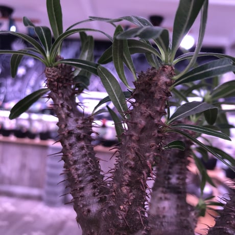 packypodium  gracilius《M size》※現地球発根済み株‼︎  （限定1株）筋筋とボコボコを主張する枝振り激しいwildグラキ‼︎ ※mad black pot植え