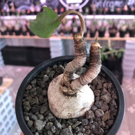 euphorbia subapoda《M size》※個体差として大変美肌なスバポダ‼︎唸り枝で大変一味ある可愛い一株‼︎※mad  black pot植え