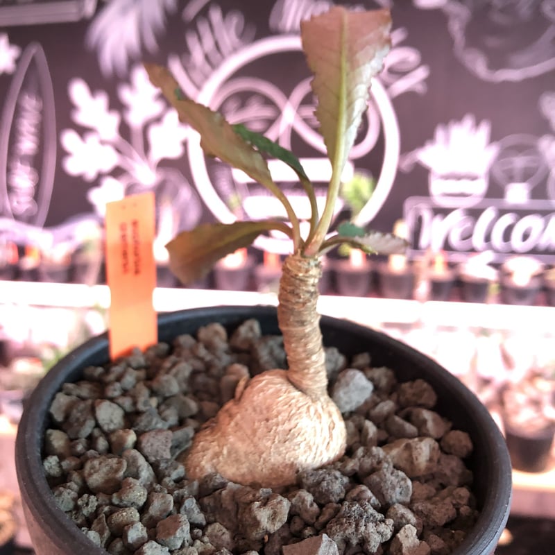 euphorbia cremersii《M size》※大きめぽっこり塊根&葉の表と裏
