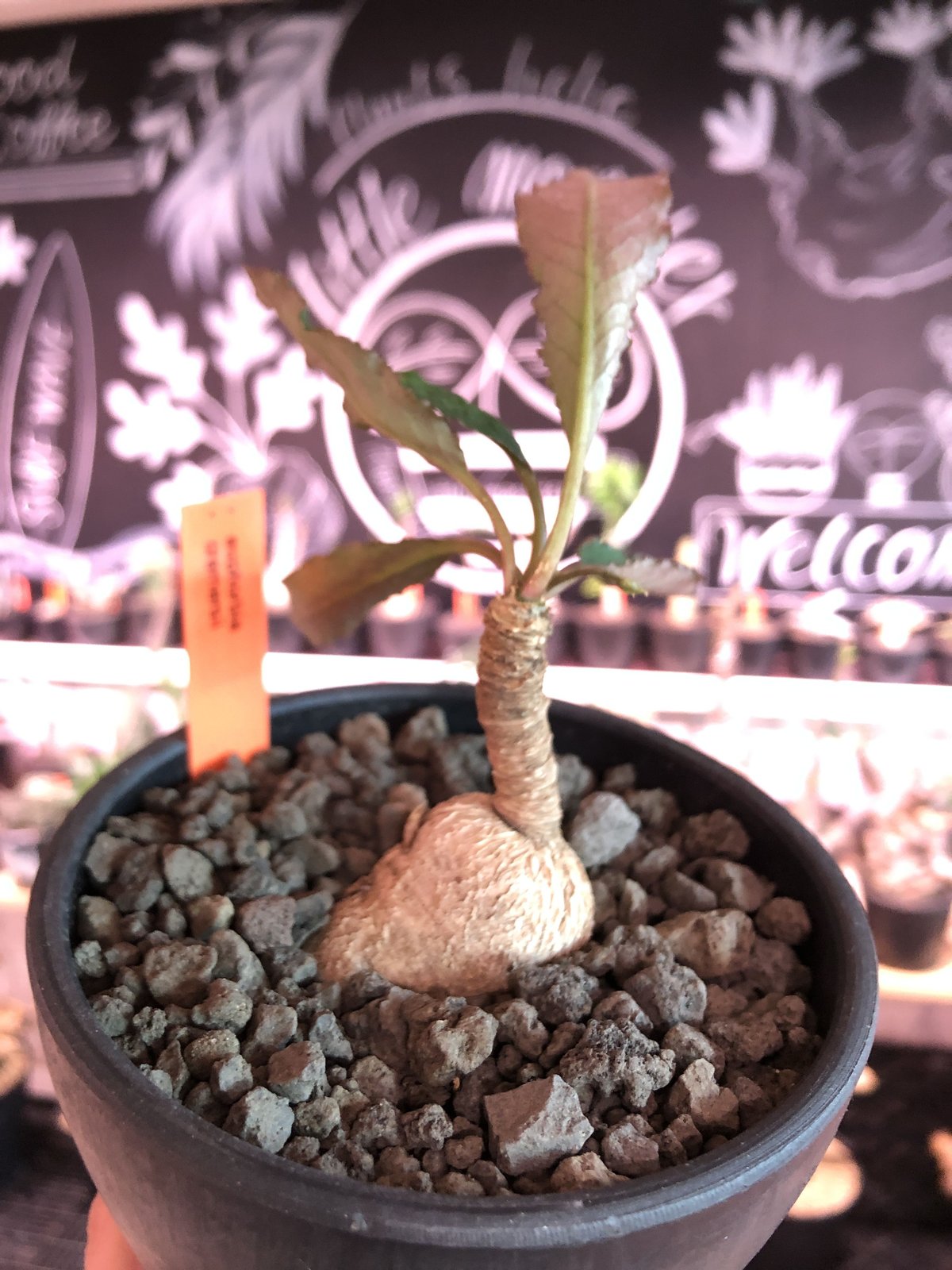 euphorbia cremersii《M size》※大きめぽっこり塊根&葉の表と裏