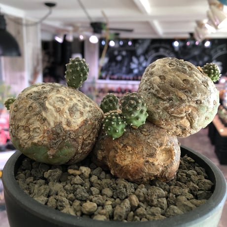 tephrocactus geometricus 《LL size》激希少‼︎※現地球株発根済※実生株＆カキ仔株でないと流通がほぼないため所持率も極めて低き渾身の一株※black bowl pot植え