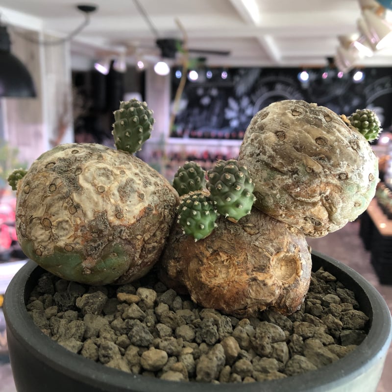 tephrocactus geometricus 《LL size》激希少‼︎※現地球株発根済