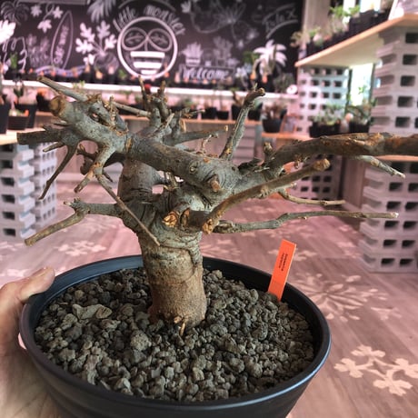 boswellia  neglecta《M size》発根済み株    浅鉢植え　大変渋さを主張したlow仕立て‼︎