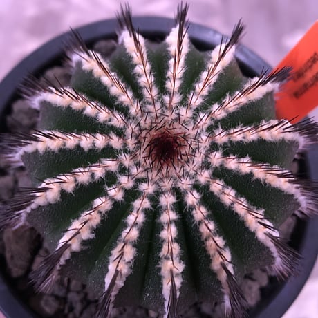 uebelmannia   pectinifera《M size》360度球体極美株‼︎  上品な趣高き１株‼︎店主管理6年株‼︎※mad black pot植え
