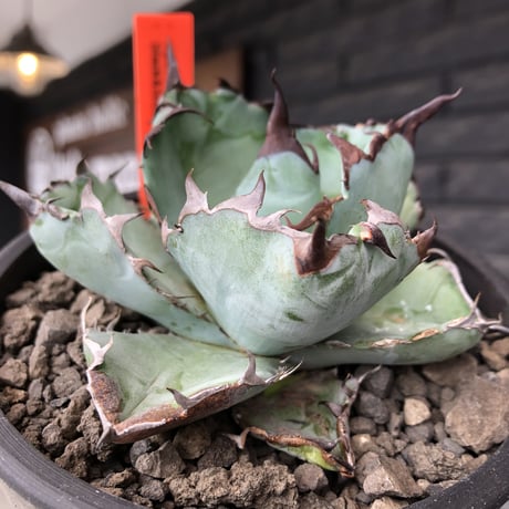 agave titanota black&blue 強棘《M size》選抜株※現地球株発根済※極めて纏まり締まり良き厳つさが堪らないワイルド株※mad black pot植え