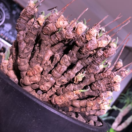 monilaria   pisiformis《L size》激希少群生株  Instagram post株　※冬型caudex‼︎   ※mad black pot植え