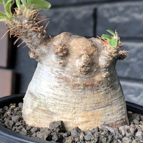 pachypodium gracilius《大きめS size》※現地球発根後店主国内管理3年株※極短枝且つ特化したプリンカラーが堪らない一株※mad black pot植え