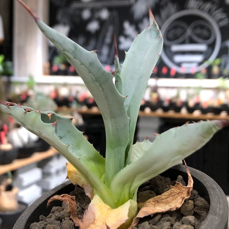 agave zebra《M size》※現地球株発根済※美しいゼブラ模様の良きサイズ感な人気者※black pot植え