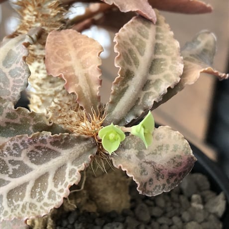 euphorbia francoisii var.crassiccaulis redreef《 M size》※現地球発根後店主国内管理3年株※赤葉&白肌堪らない※mad black pot植え