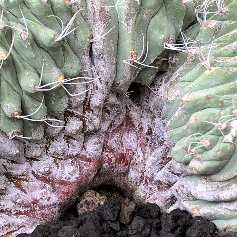 strombocactus 白棘菊水綴化群生《XL size》驚愕激希少‼️現地球 strombocactus 白棘菊水綴化群生《XL size》驚愕激希少‼️現地球
