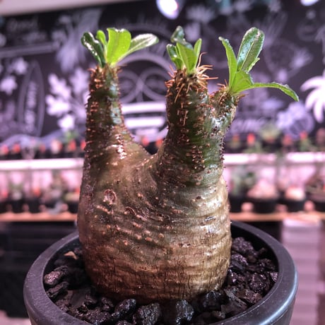 pachypodium  gracilius《小さめM size》希少green肌＆ニ頭枝株※現地球発根済株※店主国内管理2年株※極色もニ頭枝も樹形も三拍子※mad black pot植え