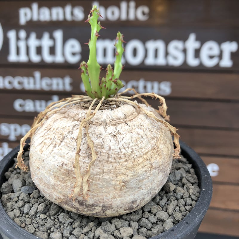 euphorbia decidua《小さめL size 》※現地球発根後店主国内管理6年株※