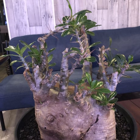 packypodium   saundersii（XL size）※現地球発根済み株‼︎  ※木質化した表皮と躍動感ある枝ぶり‼︎