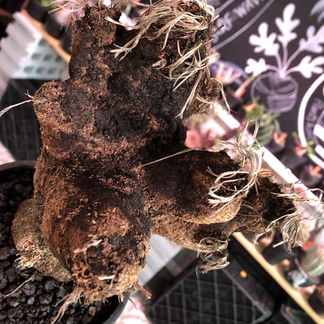 xerophyta  trichophylla《S size》※現地球発根済株※驚愕強靭株※限りなくweightはlow‼︎過去2番に小サイズでボコボコ強き可愛い奴※mad black pot植え