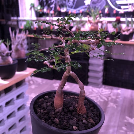 opercullicarya   decaryi  littmon  seed🌱  《3年株》※成長早く例年変化を感じながら育てられるしっかり作り込んだ良株※mad  black  pot植え
