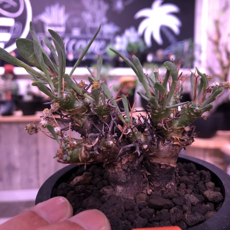 othonna   euphorbioides《M size》black肌‼︎　※らしさ漂うカッコいいオイデス‼︎オススメ株！※mad black pot植え
