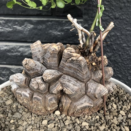 dioscorea elephantipes アフリカ亀甲竜《大きめL L size》大株※現地球発根後店主国内管理18年株※好きな方には堪らないwildすぎる出立ち※mad white 浅鉢植え