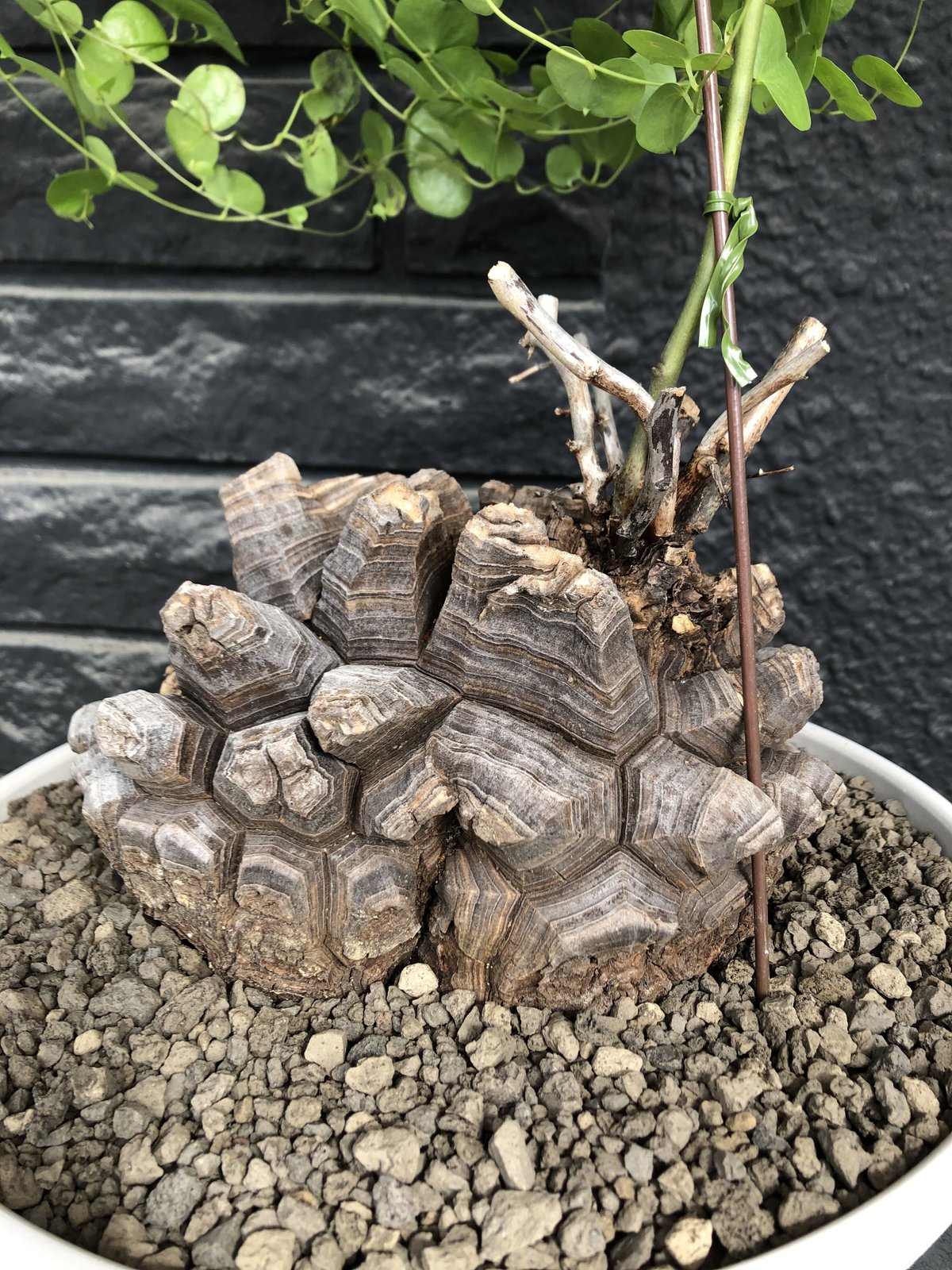アフリカ亀甲竜大株