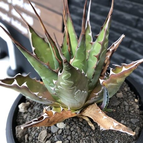 agave montana《大きめM size》※子株有り選抜株※現地球発根後店主国内管理3年株※纏まり締まり良きワイルド感満載で男前な出立ちが堪らない‼︎※mad black bowl pot植え