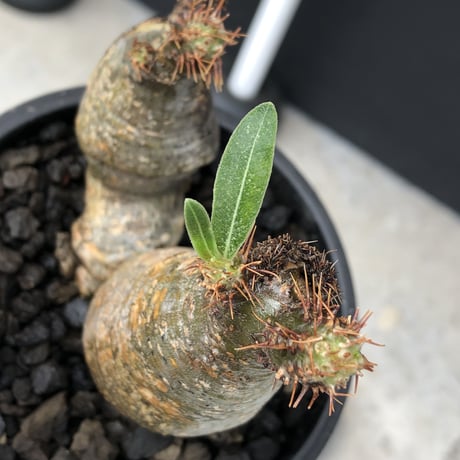 pachypodium  gracilius《M size》希少‼︎w-he'd＆現地焼け株※現地球発根後店主国内管理2年株※良樹形バランスを持ち良きサイズ感※mad black pot植え