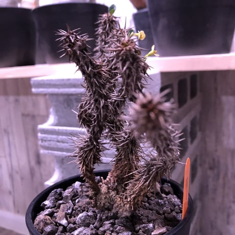 euphorbia      milii《花キリン》