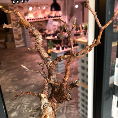 commiphora   monstrosa《 M  size》※現地球発根済み株！落葉後剪定済み‼︎※小振り丈の良きサイズ感‼︎上品な出立ちのモンスト‼︎※mad black pot植え
