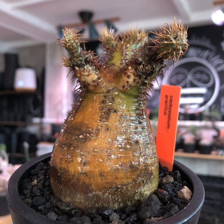 pachypodium  gracilius《小さめM size》※現地球発根済株※店主国内管理3年株※希少green &赤肌のアシンメトリーカラーなwild株‼︎※mad black pot植え
