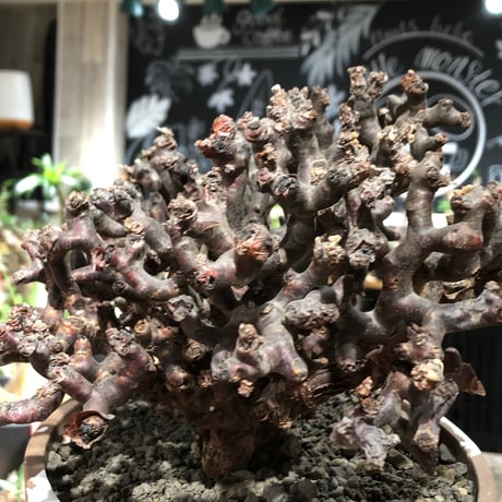 pelargonium  mirabile《XL size》※現地球大株発根済※主幹太く幹上がりで厳つく何より枝振りの密度も最高な一株※brown marble bowl pot植え