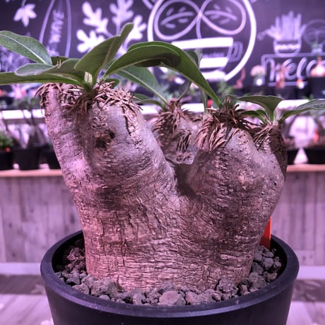 packypodium   roslatum var. eburneum（M size）※現地球発根済株※店主国内管理5年株※大変綺麗に纏まった美株エブレ※mad black pot植え