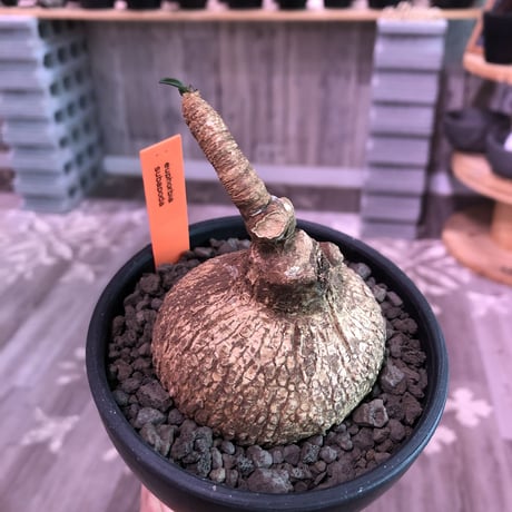 euphorbia   subapoda《M size 》特化した球体&扁平樹形が愛くるしくて堪らないスバポダ‼︎※mad black bowl pot植え