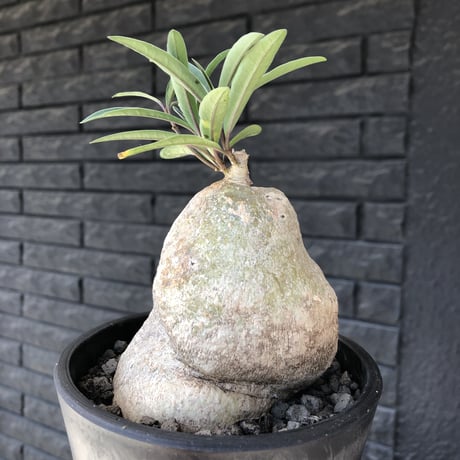 ラフィオナクメ | STORES