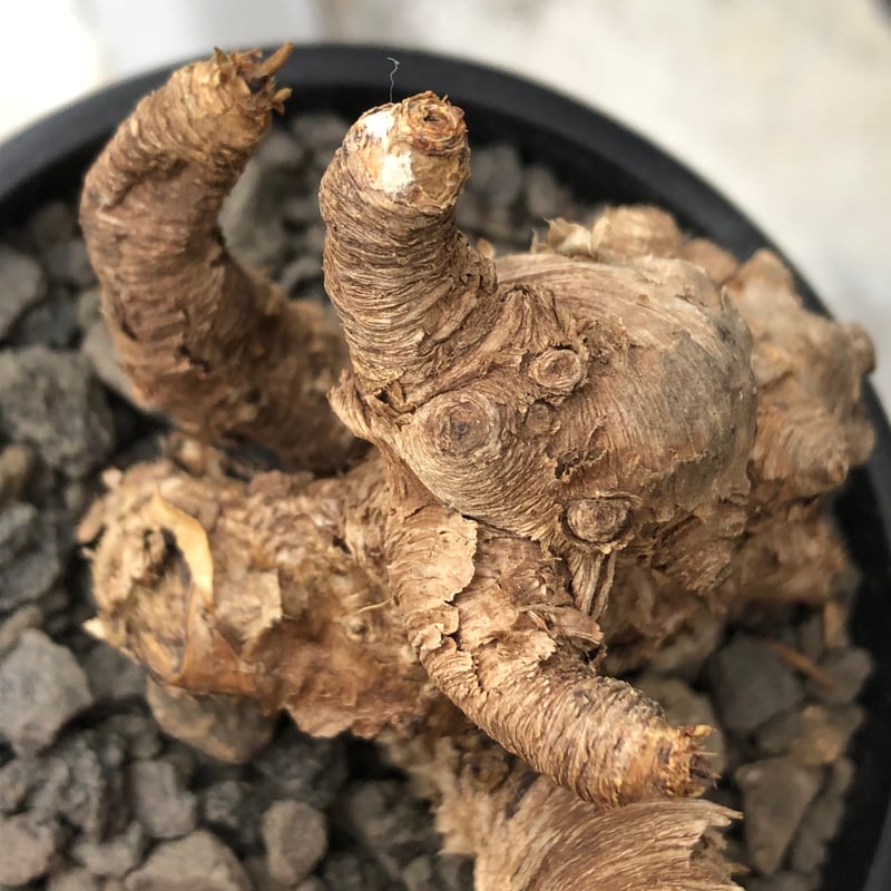 euphorbia itremensis《M size》※現地球株発根済③※極めて良き枝振りを