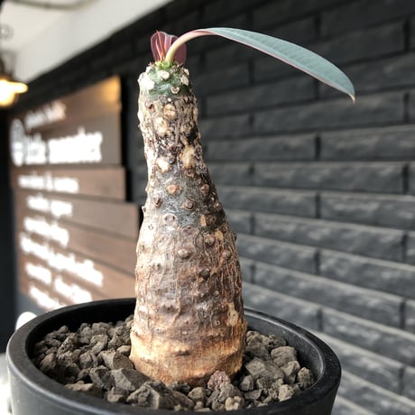 euphorbia  pachypodioides《M size 》※現地球発根後店主国内管理3年株※ボコボコ肌にcompactな良樹形‼︎人気者な一株※mad black pot植え
