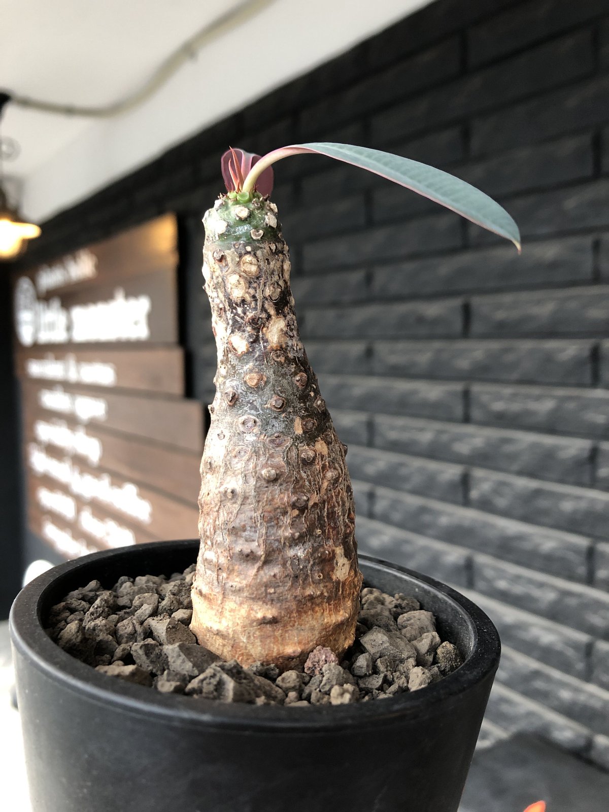 euphorbia pachypodioides《M size 》※現地球発根後店主国内管理