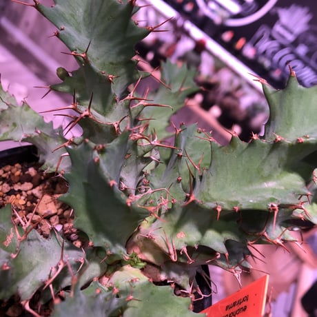euphorbia    tortirama《M size》